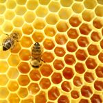 ¿Cómo se Consigue la Miel? – Conoce La Elaboración de La Miel Natural