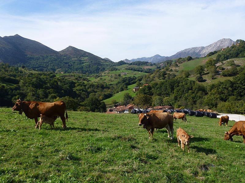Vacas Pastando al Sol en Asturias