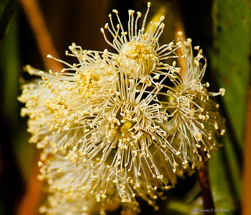 La flor del eucalipto
